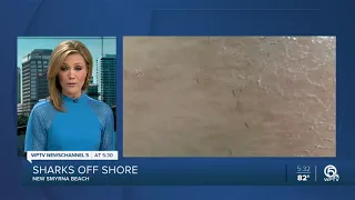Drone video of Sharks close to shore New Smyrna Beach