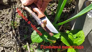 Прививка винограда чёрное в чёрное