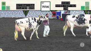 733 HOLSTEIN SENIOR THREE-YEAR-OLD COW