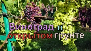 Виноград.  Обзор винограда на 04. 08 .2019 г.