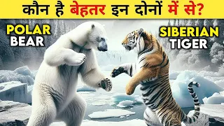 Polar Bear और Siberian Tiger में कौन है ज़्यादा शक्तिशाली | Polar Bear Vs Siberian Tiger