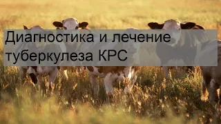 Диагностика и лечение туберкулеза КРС