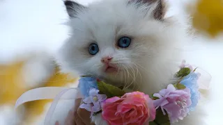 OMG So Cute ♥ Best Funny Cat Videos 2022