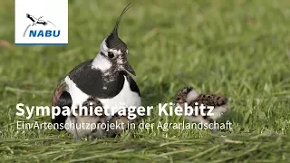 Der Kiebitz - ein Projekt zum Schutz der seltenen Feldvögel