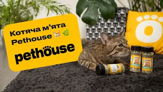 Котяча м'ята Pethouse