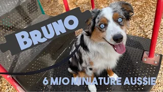 Fruit Heights City Dog Trainers ||| OLK9 Utah ||| 6 Month Old Miniature Aussie, Bruno