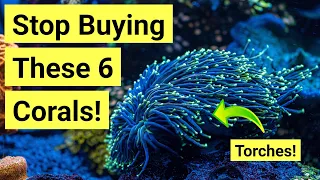 Top 6 'Beginner' Corals That Aren't Actually Easy
