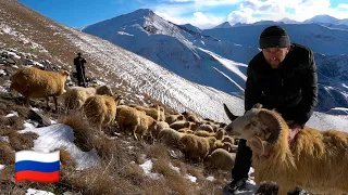 Один день чабана в горах Кавказа. Зима. Дагестан