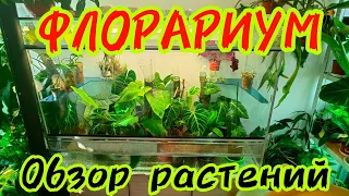 ФЛОРАРИУМ /РАСТЕНИЯ / УХОД / ПЛЮСЫ И МИНУСЫ