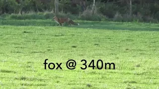 Long range fox hunting 300 win mag