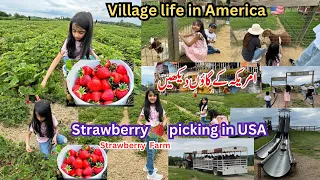 Picking Strawberries At The Strawberry Farm 🍓/Village Life in America Urdu/How to pick Strawberries