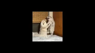 Funny Animals Video  Compilation  #1