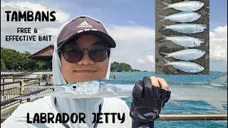 How to fish for TAMBANS and use them as BAIT #fishinginsingapore #livebaitfishing