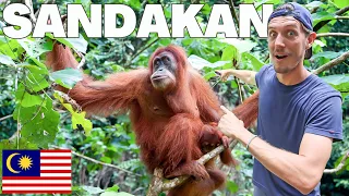 THIS IS WHY WE CAME TO BORNEO! 🇲🇾 ORANGUTANS, RAINFOREST WALKS & MORE! 📍: Sandakan, Sabah (Borneo)