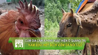 Cúm gia cầm A/H5N8 xuất hiện tại Quảng Trị, Nam Định công bố hết dịch viêm da nổi cục | VTC16