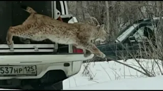 Рысь возвращается домой!