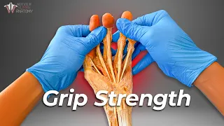 Does Grip Strength Really Help You Live Longer?
