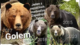 GOLEM - Jeden z najväčších medveďov Západných Tatier