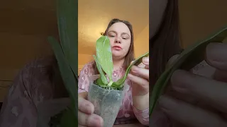 Распаковка пяти азиатских орхидей. #фаленопсис #orchid #бабочка