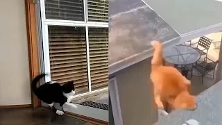 6 minutes of cats Falling/JUMPING FAILS