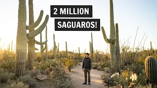 One Day at Saguaro National Park (West) 🌵 | Hiking Wasson Peak, Valley View Overlook, & more!