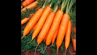 Зберігання моркви на зиму .Як я зберігаю морковку з осені до літа .