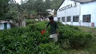 Kisankraft  battery tea harvester
