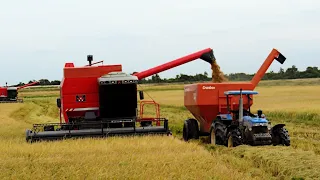 COLHEITA DO ARROZ NA FRONTEIRA GAUCHA - SAFRA 2024