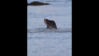 Osprey Slams into Water Sending Fish Flying #bird #birdofprey #osprey