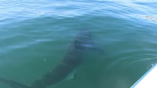 Scientists chase great white sharks off of Cape Cod
