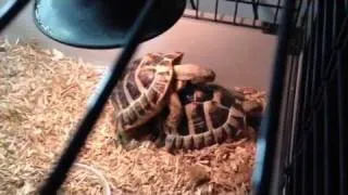 Tortoise humping :-)