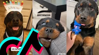 The Coolest Rottweiler TikTok Compilation | Dogs Of TikTok