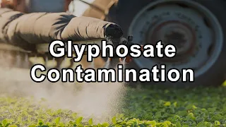 The Foods Most Contaminated With Glyphosate - Stephanie Seneff, Ph.D.
