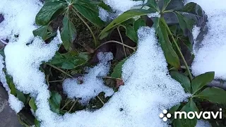 Когда начинает цвести морозник  ,как уходит в зиму !!