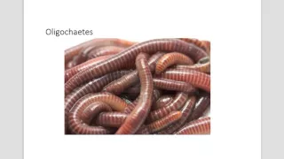 6.3 - Roundworms, Annelids, Molluscs