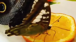 Бабочка кушает.Живая бабочка.