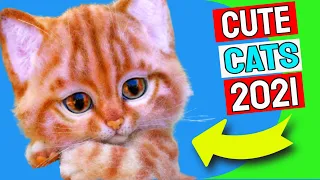 Cute Cat Videos 2021 Vol.27  😹 😻 Funny Cat Videos 2021