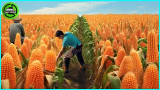 The Most Modern Agriculture Machines That Are At Another Level , How To Harvest Corn In Farm ▶1