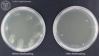 Bacteria before and after washing hands