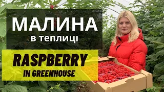 How to grow raspberries in a greenhouse