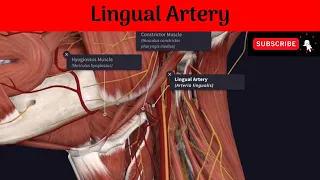 Lingual Artery #Anatomy #mbbs #education #bds #headandneckanatomy #arteries