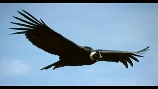 A OPERAÇÃO CONDOR