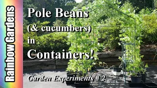 How to Grow POLE Beans in Containers, Cucumbers too!  -  Garden Experiments #2