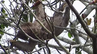 Bicho-Preguiça e seu filhote em frente ao Dolphin Lodge