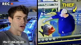 WHY YOU SHOULD NEVER STEAL FROM A FISH STORE... Piranhas in the tanks!!!