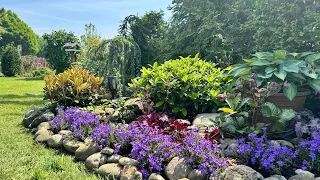 Бордюр из колокольчиков + рододендрон Koichiro Wada 🌟Rhododendron yakushimanum