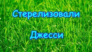 Стерелизовали нашу собаку, Джесси. (02.18г.) Семья Бровченко.