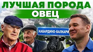 Сколько можно заработать на овцеводстве? Карачаевские овцы | Как их выращивают в горах | Своя еда