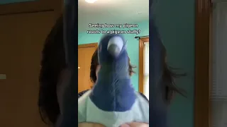 pigeon reacts to pigeon stuffy