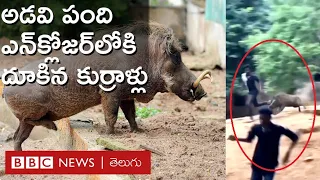 Visakhapatnam Zoo: జూలో అడవిపందులున్న ఎన్‌క్లోజర్లోకి ఆ యువకులు ఒక్కసారిగా దూకేశారు | BBC Telugu